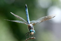 Macro