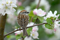 Wildlife